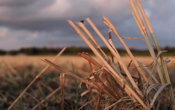 Фермери житниці Європи у бідіСюжет