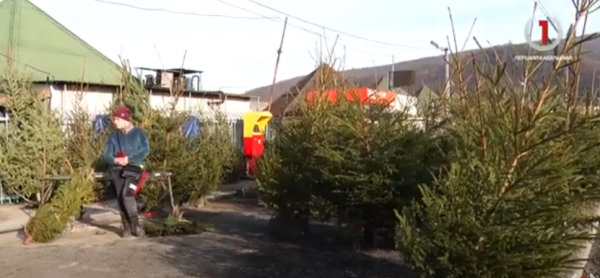  Без святкової ялинки: як виноградівці святкуватимуть Новий Рік (ВІДЕО) 