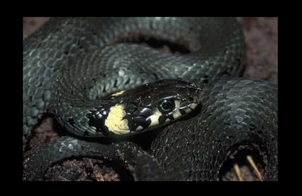 У Вінницькій лікарні до кабінету, де роблять рентген, потрапила змія                    
