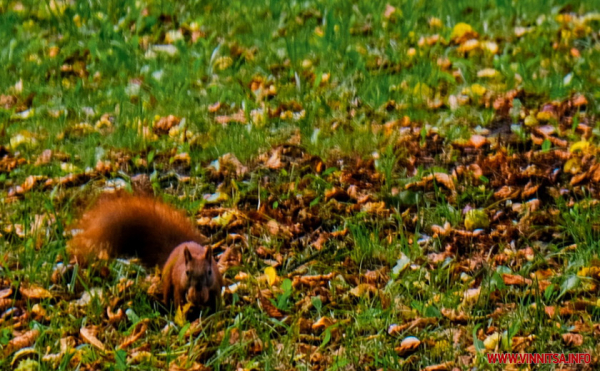 Історія виникнення П&rsquo;ятничан &ndash; одного з найдавніших мікрорайонів Вінниці                     
