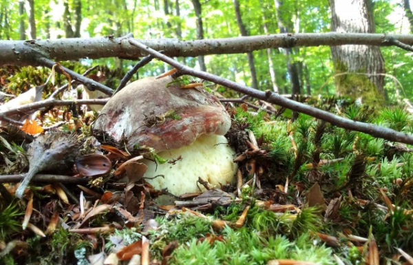 На Закарпатті вже з'явилися перші білі гриби (ФОТО)