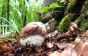 На Закарпатті вже з'явилися перші білі гриби (ФОТО)