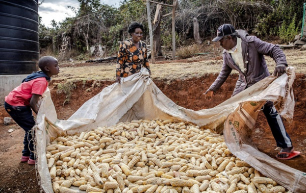 Ціни на продовольство мінімальні за два роки - ООН Ціни на продовольство мінімальні за два роки - ООН