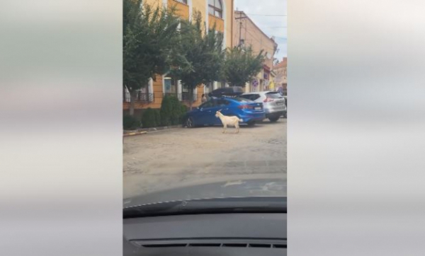В Ужгороді на площі Корятовича гуляє самотня коза (ВІДЕОФАКТ)