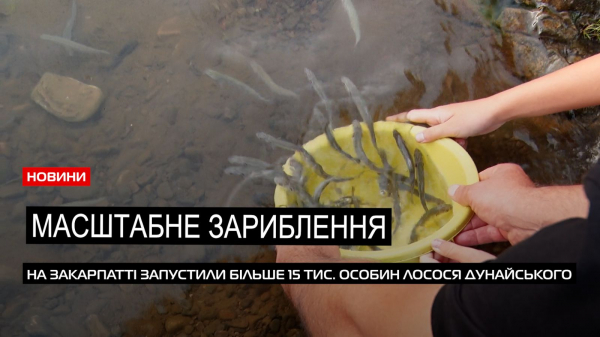  Понад 15 тис. особин лосося дунайського: на Закарпатті зарибили гірські річки (ВІДЕО) 