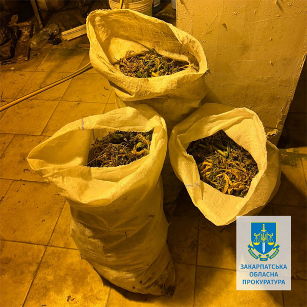 Органiзували пiдпiльну нарколабораторiю та виготовити 13 кг канабi: затримано двох ужгородців 