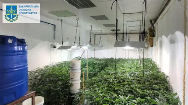  Органiзували пiдпiльну нарколабораторiю та виготовити 13 кг канабi: затримано двох ужгородців 