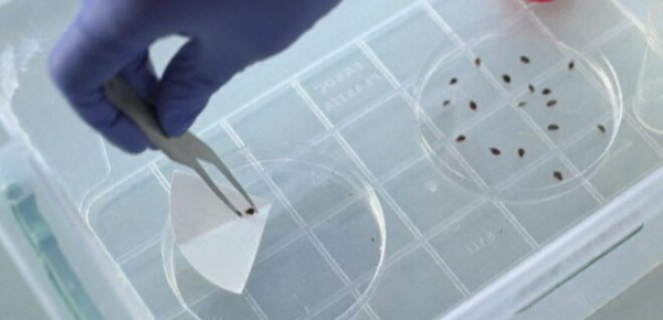 
Нова загроза для Олімпіади-2024: у Парижі навала постільних клопів &ndash; WP 