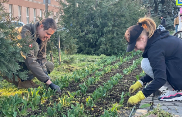 Волонтери прибирають алею тюльпанів, висаджену в пам'ять про полеглого на війні мукачівця Романа Жука (ФОТО, ВІДЕО)