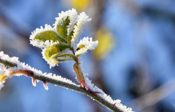 Синоптики прогнозують заморозки на Закарпатті