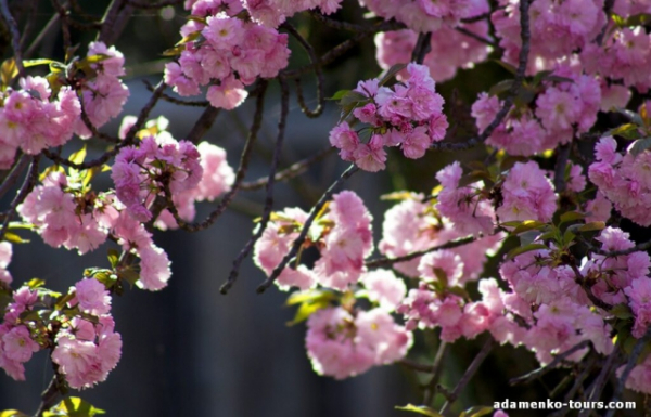 Цьогоріч сакури в Мукачеві розквітнуть ще до Великодня