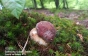 Закарпатці шукають перші білі гриби разом з домашніми улюбленцями (ФОТО)