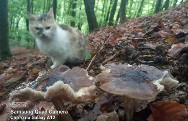 Закарпатці шукають перші білі гриби разом з домашніми улюбленцями (ФОТО)