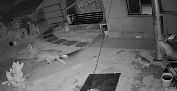  У селі на Закарпатті камери зафіксували хижак зайшов у двір і загриз собаку (ВІДЕО) 