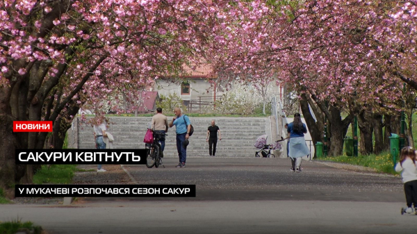  Мукачево в рожевому цвіті: у місті розпочався пік сакурового сезону (ВІДЕО) 