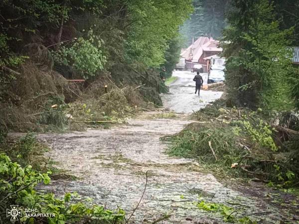  Негода на Закарпатті: вітер пошкодив будівлі, повалив дерева та знеструмив села 