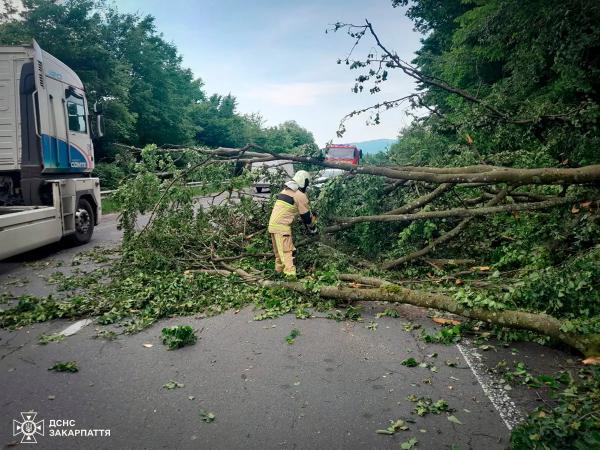  Негода на Закарпатті: вітер пошкодив будівлі, повалив дерева та знеструмив села 