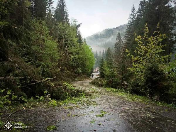  Негода на Закарпатті: вітер пошкодив будівлі, повалив дерева та знеструмив села 