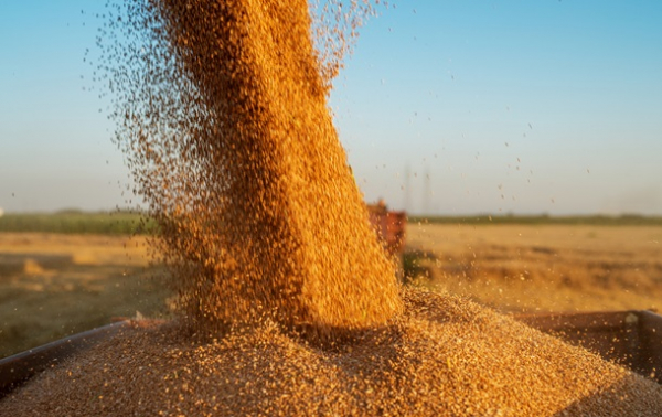 Молдова скасує обмеження на імпорт зерна з України